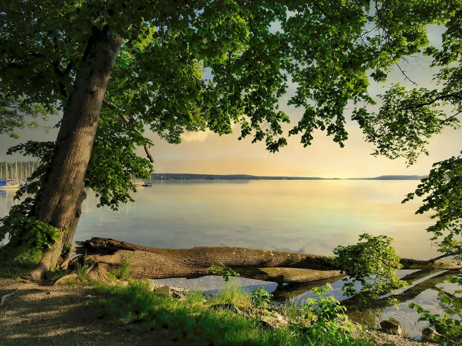 A tree stands by calm water, surrounded by nature.