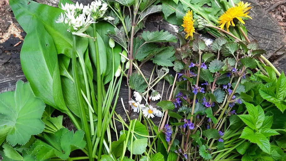 Various wild herbs and flowers on a wooden surface.