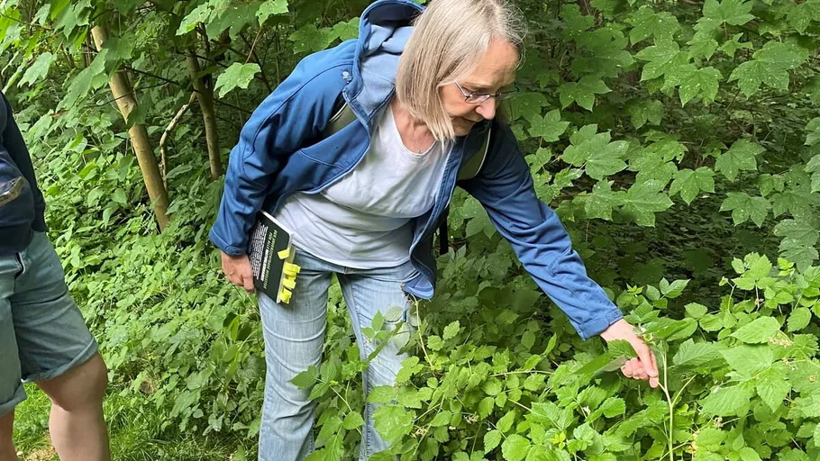 Frau untersucht Pflanzen im Wald.