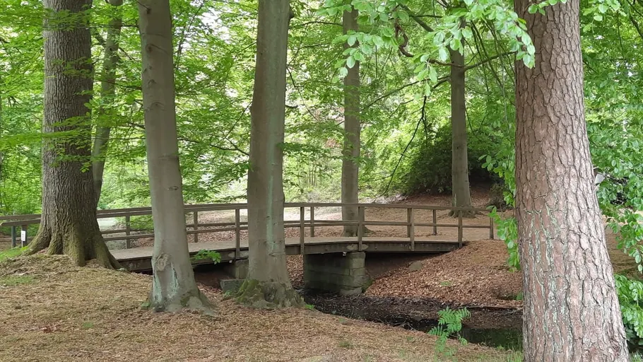 Wooden bridge in a lush forest setting.