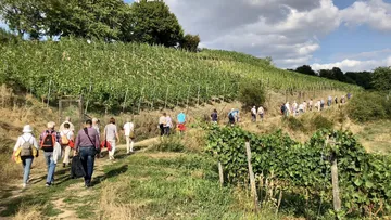 Group walking through green vineyard hillside.