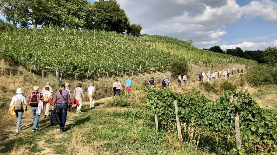 Gruppe wandert durch grünen Weinbergshügel.