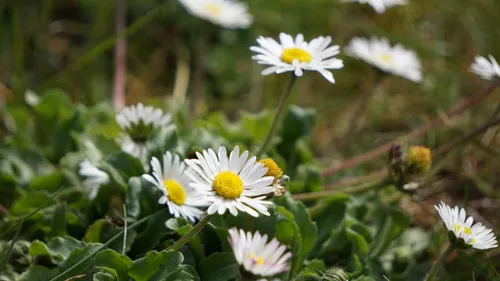Weiße Gänseblümchen wachsen auf einer Wiese.