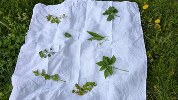 Herbs arranged on white cloth outdoors.