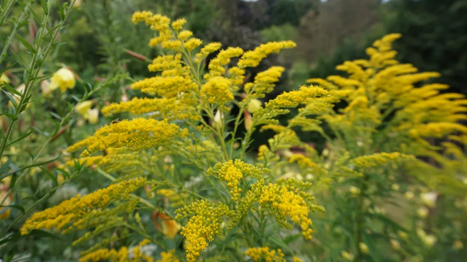 Yellow flowers blooming in a green garden.
