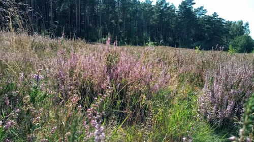 Purple heather field beside a forest.