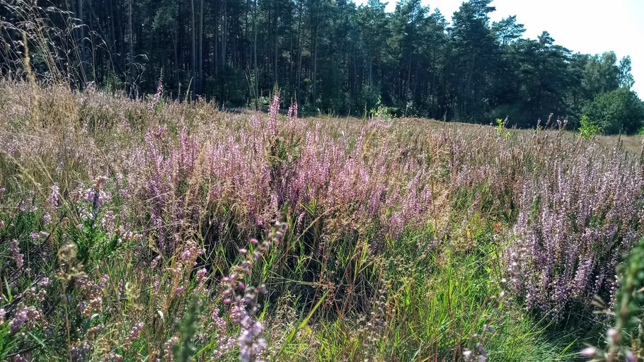 Purple heather field beside a forest.