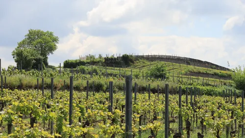 Weinberge mit üppigem Grün und Bäumen.