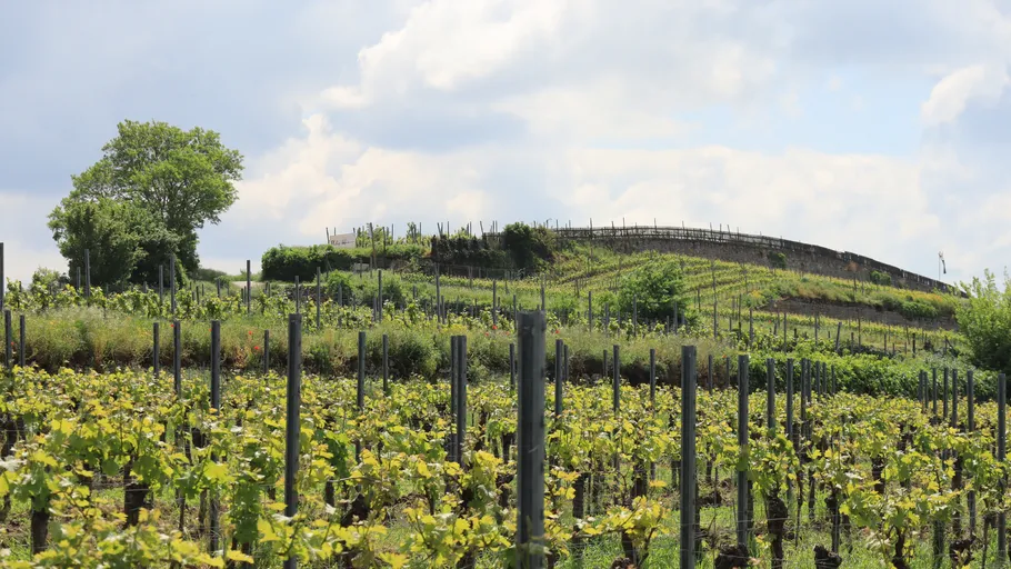 Vineyard fields with lush greenery and trees.