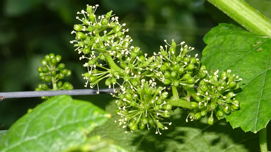 Grüne Weinrebenblüten und Blätter im Sonnenlicht.
