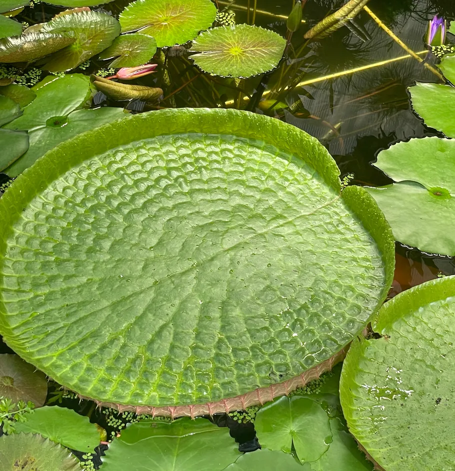 Large green lily pad in a pond.