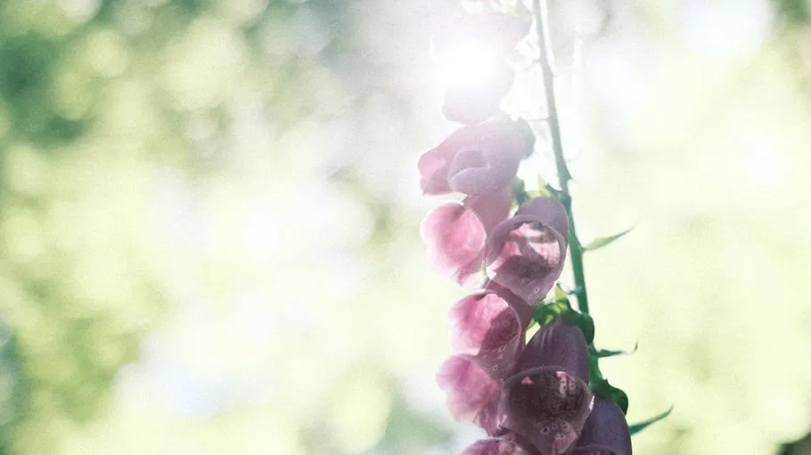 Lila Blumen im Sonnenlicht im Freien.