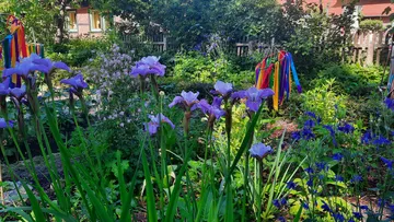 Lila Schwertlilien blühen in einem bunten Garten.