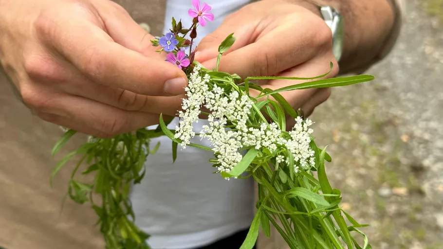 Hände ordnen Wildblumen in natürlicher Umgebung.