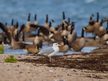 Seagull stands in the sand while geese are gathered behind it.