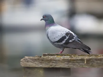 Eine Taube steht auf einem Holzsteg am Wasser.