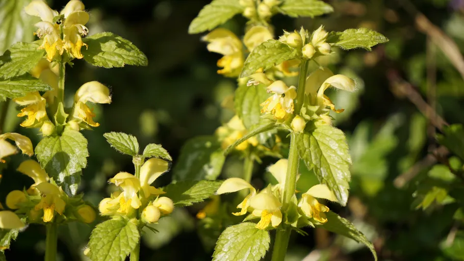Yellow flowers with green leaves in sunlight.