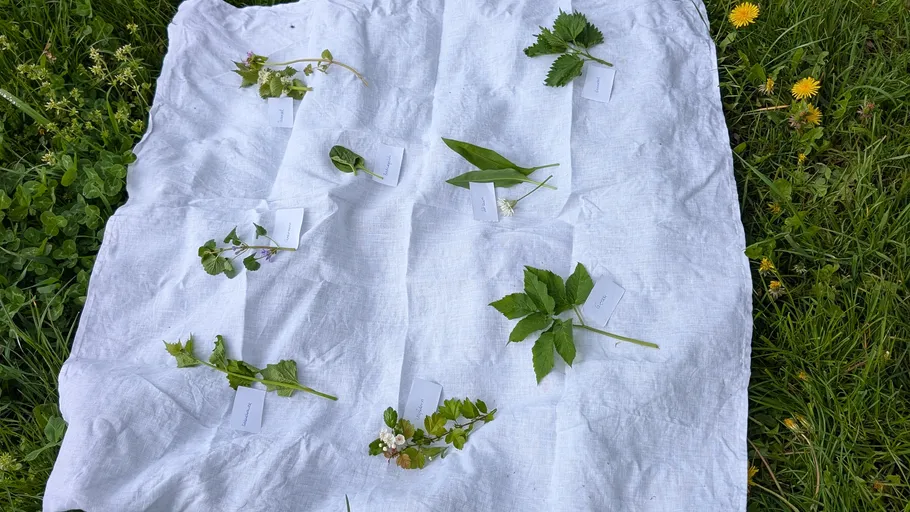 Plant specimens on white cloth in grass.