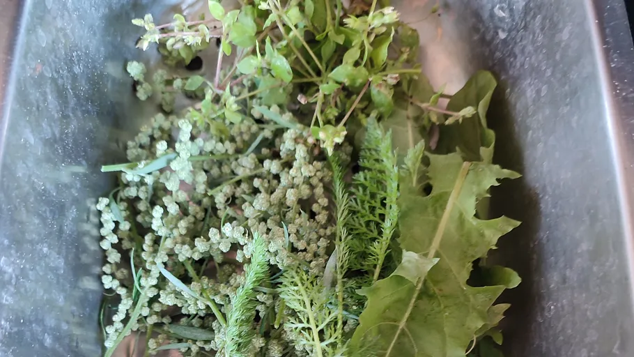 Selection of wild greens in a metal container.