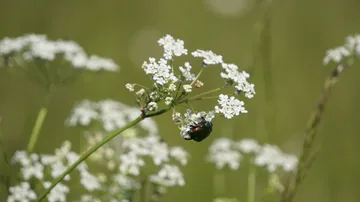 Käfer auf weißer Blume im Grasfeld.