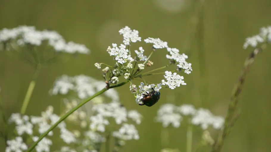Beetle on white flowers in grassy field.