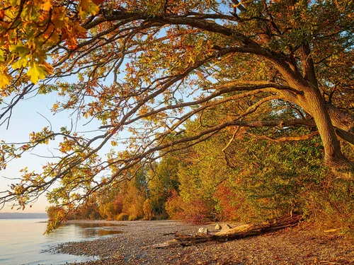 Bäume mit buntem Laub hängen über einen ruhigen Strand.