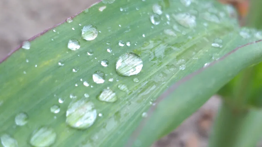 Nahaufnahme von Wassertropfen auf einem grünen Blatt.