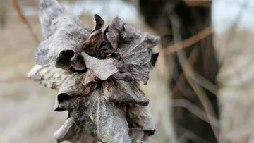 Vertrocknetes Blatt vor unscharfem Baumhintergrund.