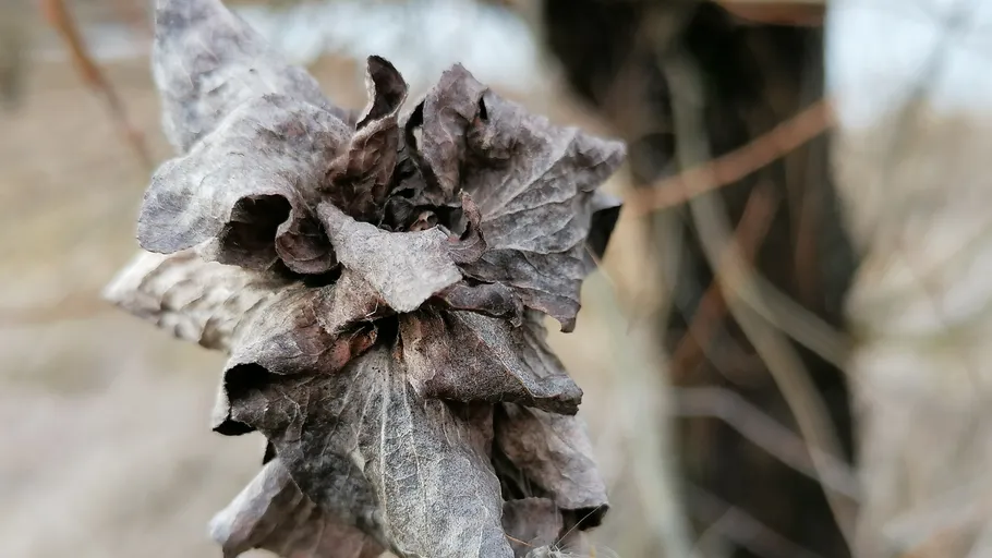 Withered leaf on blurred tree background.