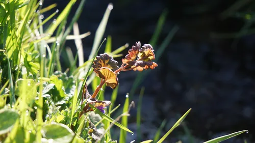 Braunes Blatt zwischen grünem Gras im Sonnenlicht.