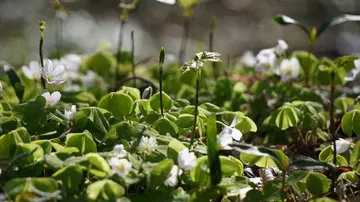 Green clover plants with white flowers in sunlight.