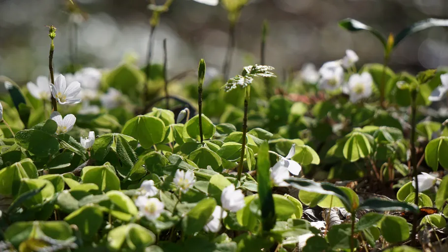 Grüne Kleeblätter mit weißen Blumen im Sonnenlicht.