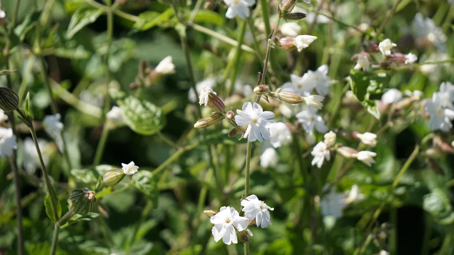 Weiße Blumen blühen in einem grünen Garten.