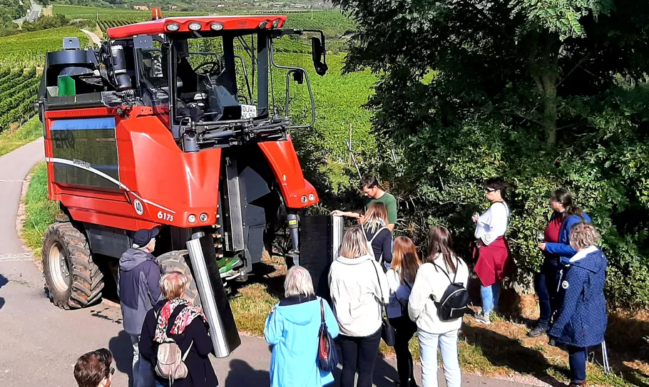 Group observes red tractor in vineyard setting.