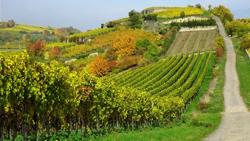 Herbst-Genusstour mit Weinprobe in Bad Dürkheim