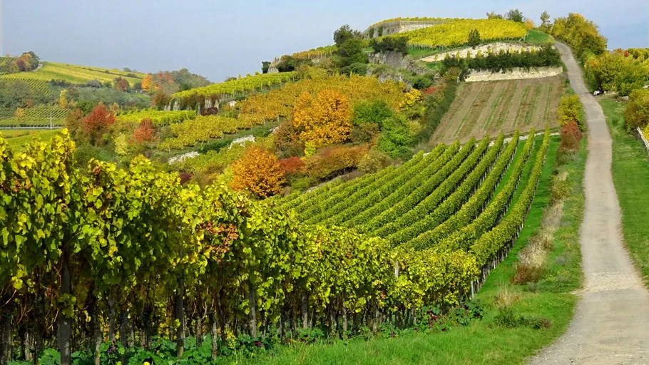Vineyard on rolling hills under clear sky.