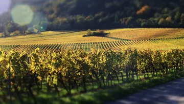 Weinberg mit Reihen von Reben im Sonnenlicht.