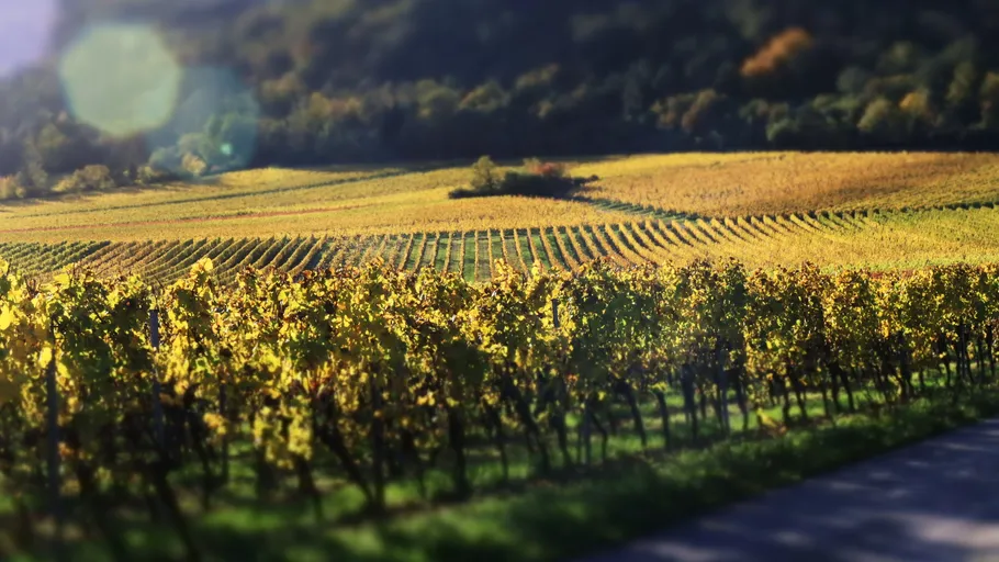 Vineyard with rows of grapevines in sunlight.