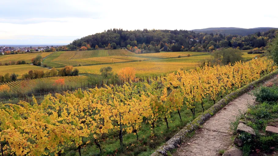 Weinberg mit gelben Blättern in Herbstlandschaft.