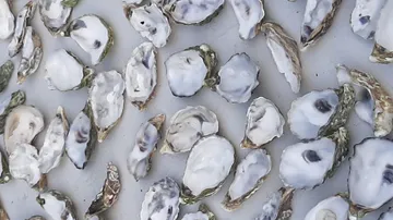 Scattered oyster shells on a flat surface.