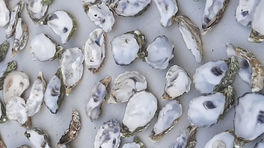 Scattered oyster shells on a flat surface.