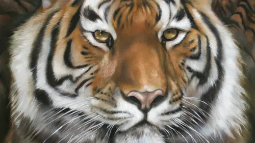 Tiger face close-up with intense gaze.