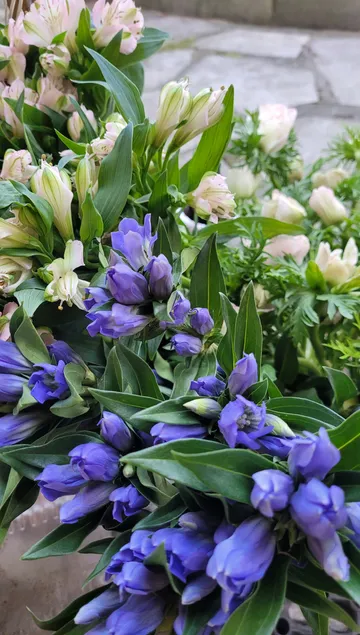 Purple and white flowers with green leaves outdoors.