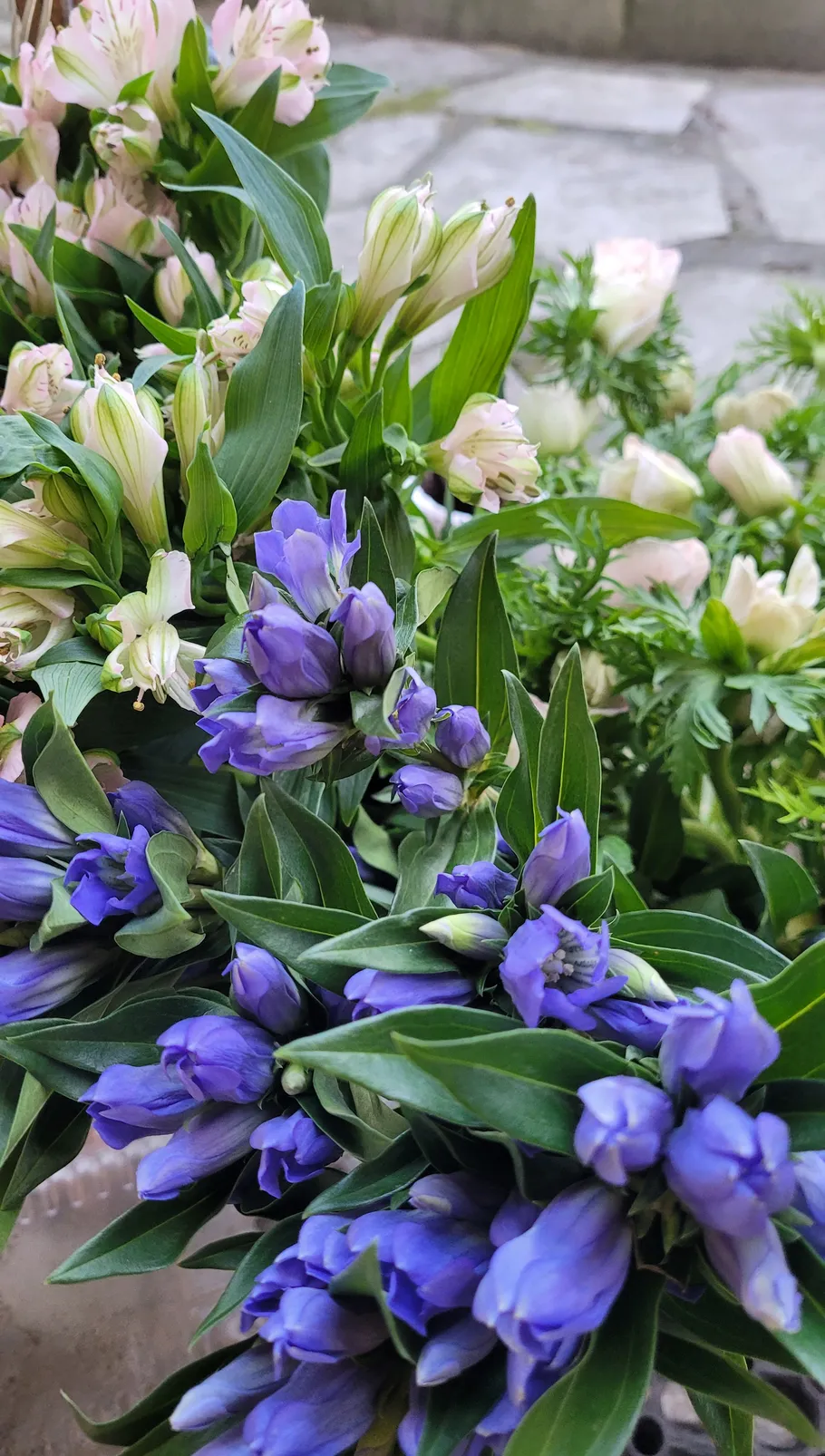 Lila und weiße Blumen mit grünen Blättern draußen.