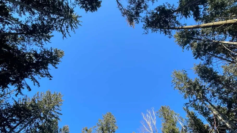 Tall trees encircle clear blue sky.