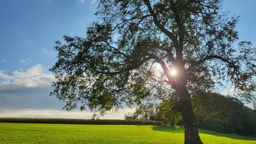Baum in sonnigem Feld mit blauem Himmel.