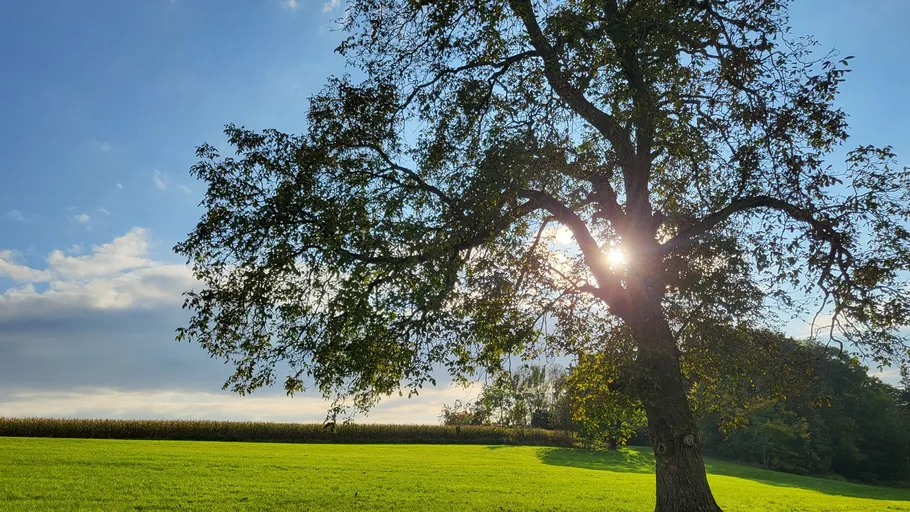 Tree in sunny field with blue sky.
