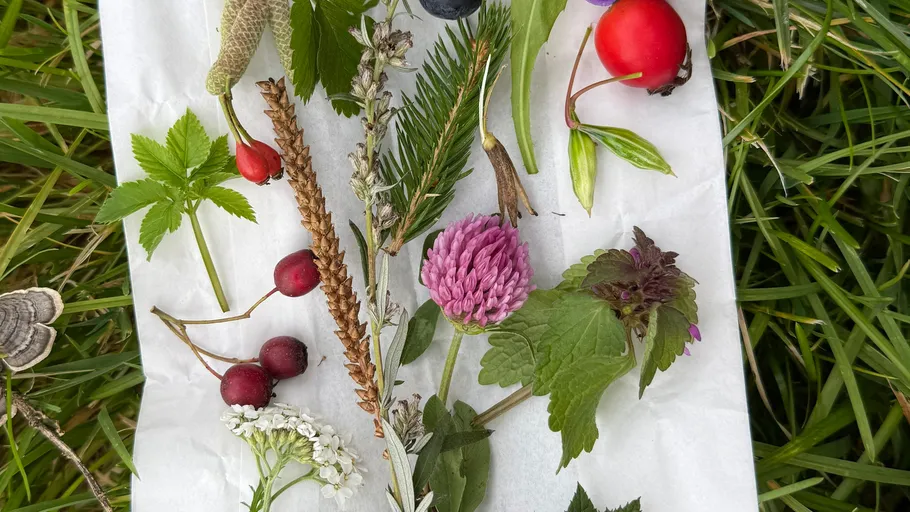 Variety of plants and berries on white paper.