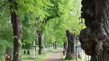 People walking on tree-lined path, lush greenery.