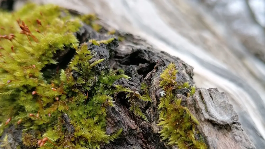 Moss growing on textured tree bark.
